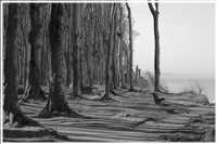 Gespensterwald - Ostseebad Nienhagen