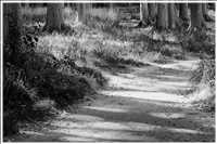 Gespensterwald - Ostseebad Nienhagen