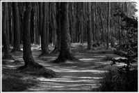 Gespensterwald - Ostseebad Nienhagen