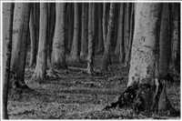 Gespensterwald - Ostseebad Nienhagen