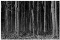 Gespensterwald - Ostseebad Nienhagen