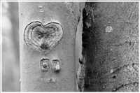 Gespensterwald - Ostseebad Nienhagen