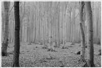 Gespensterwald - Ostseebad Nienhagen