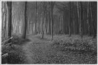 Gespensterwald - Ostseebad Nienhagen