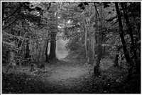 Gespensterwald - Ostseebad Nienhagen