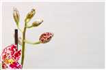Orchideen