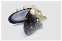 parasitär (Focus-Stacking mit 30 Bildern)