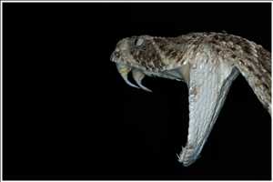 Focus-Stacking mit 20 Bildern