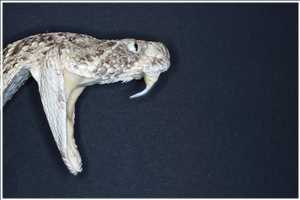 Focus-Stacking mit 20 Bildern