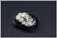 Diamatbrosche (Focus-Stacking mit 30 Bildern)