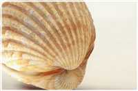 Focus-Stacking mit 20 Bildern