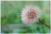Herbst