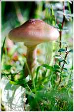 Herbst