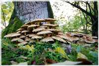 Pflanzen und Pilze