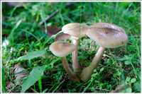 Pflanzen und Pilze