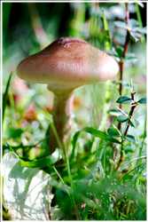 Pflanzen und Pilze
