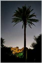 Palmen