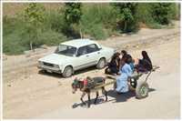 Eselkarren (Bild: Doris Kölbl)