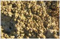 Schnorcheln im Roten Meer (Bild: Doris Kölbl)