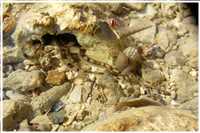 Schnorcheln im Roten Meer (Bild: Doris Kölbl)