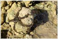 Schnorcheln im Roten Meer (Bild: Doris Kölbl)