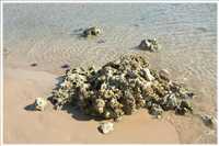 Schnorcheln im Roten Meer (Bild: Doris Kölbl)