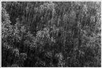 Regenwald