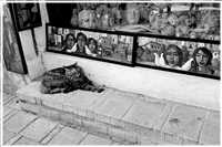 Kunstkatze (Bild: Doris K&ouml;lbl)